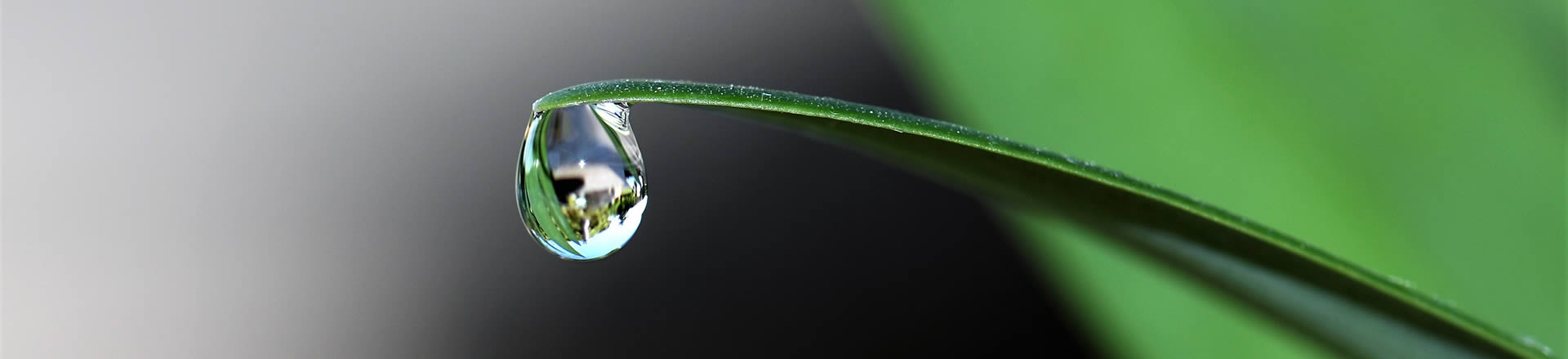 Blatt mit einem tropfen Wassern